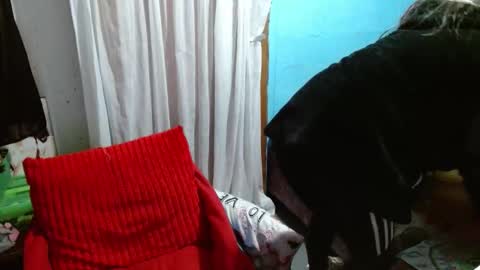 Sammy online show from December 5, 8:06 pm