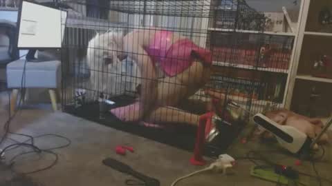 alexas_owned_bitch online show from May 23, 10:50 pm