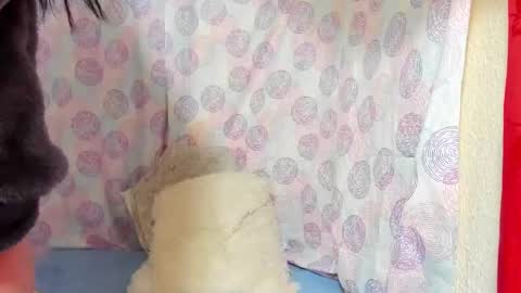 bekki online show from February 4, 12:11 pm