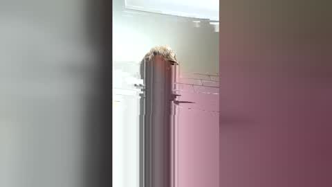 bhane23 online show from April 28, 11:25 am