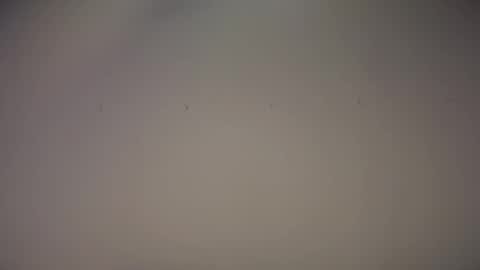 Biff Beaverhousen online show from November 1, 11:31 am