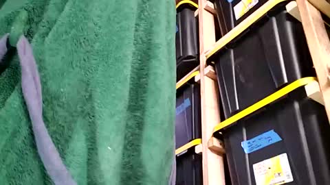 bigmanaround9 online show from December 3, 1:06 pm