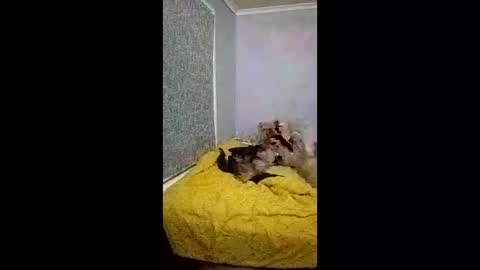 blackbeardbrisbane online show from April 27, 6:16 pm