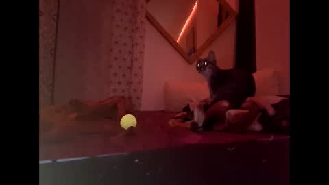 Karol online show from February 27, 7:08 am