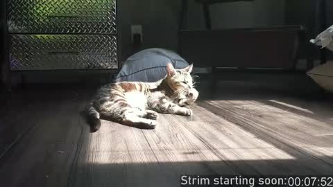 Booker Baxton online show from December 2, 4:00 am