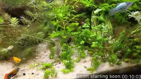 Booker Baxton online show from April 12, 2:59 am