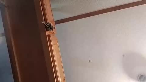 bossusaround online show from March 5, 7:34 pm