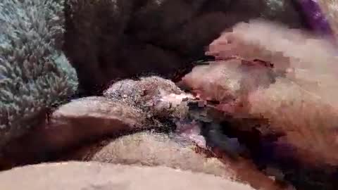 Parcero online show from January 11, 6:52 am