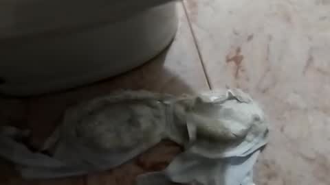 ciccilli online show from October 5, 8:38 pm