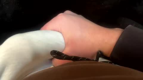 Cobra online show from February 13, 2:42 pm