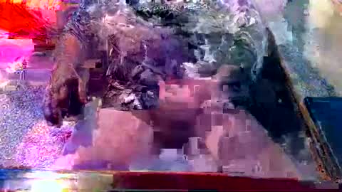 dabaatendae online show from February 2, 10:17 pm