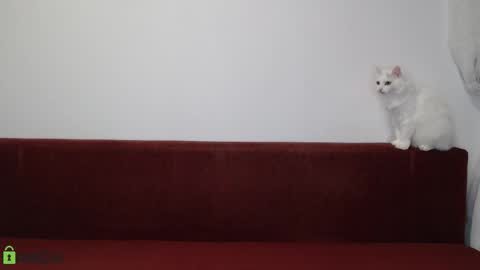 Daniel online show from November 17, 6:21 pm