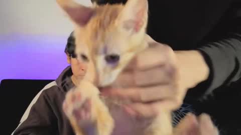 darcy_and_stolas online show from January 11, 4:40 am