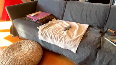 Alfredo online show from October 29, 11:12 am