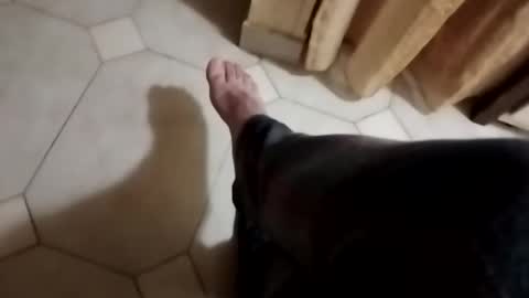 dthedog12 online show from November 7, 1:08 am