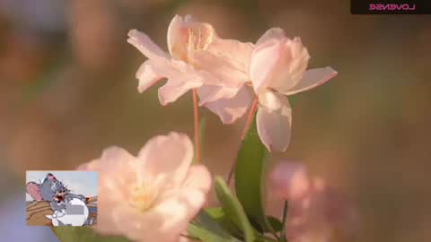 emily hoot1 online show from November 20, 9:41 am