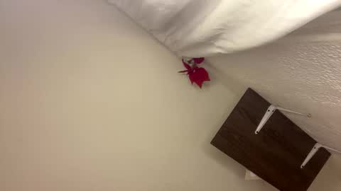 Gabs online show from April 22, 10:50 pm