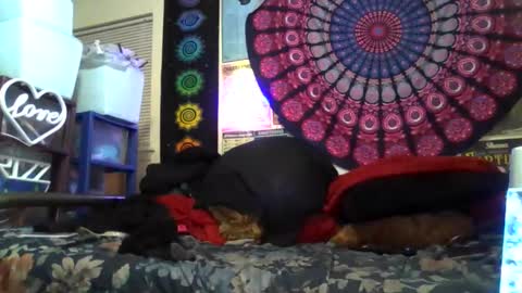 Gardenia online show from January 19, 6:12 am