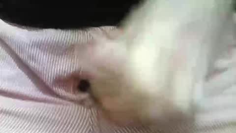 germandaddydick1 online show from October 31, 8:42 pm