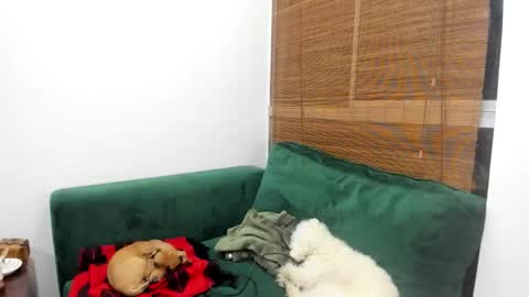 andy online show from February 4, 3:10 am