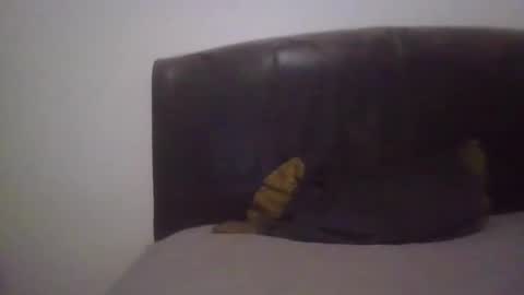 goodcock12345 online show from February 19, 6:55 am