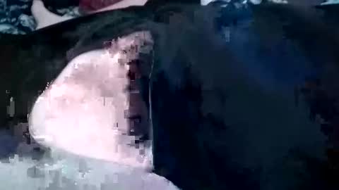 guevaraalexis036 online show from October 4, 5:05 am