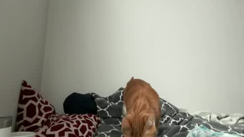 hoarderofpotential online show from February 22, 6:32 pm