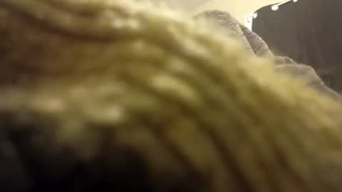 internationalwang online show from March 10, 2:48 pm