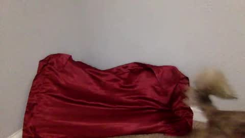 Snapshot of iysisfv chatting on October 21, 4:50 am iysisfv online show from October 21, 4:50 am