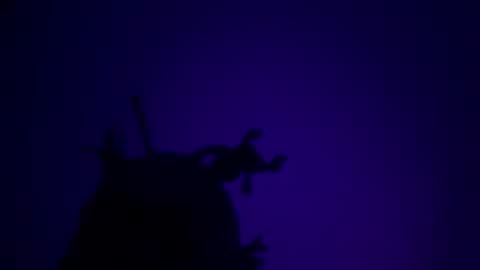 josephlongwat29 online show from November 14, 9:55 am