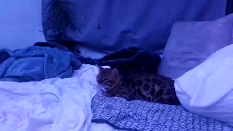 jwolf11851725 online show from October 25, 8:24 am