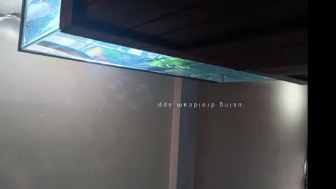 LOUiViLAN online show from February 25, 7:38 pm