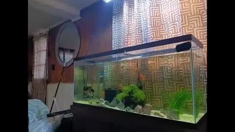 LOUiViLAN online show from December 30, 2:40 pm