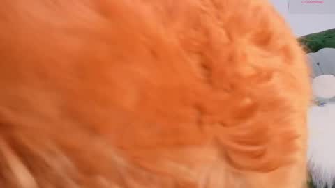    Help me reach 50 likes online show from April 19, 6:58 am