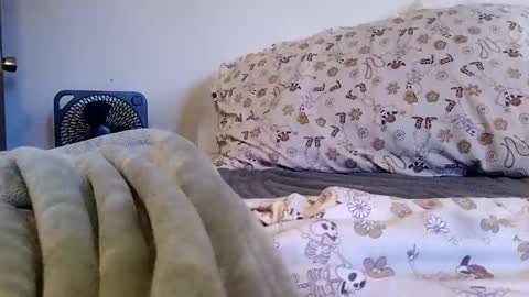 mascversmo online show from November 2, 4:29 pm