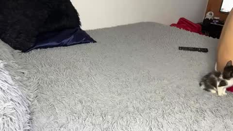 michellepetitte online show from March 20, 7:13 am