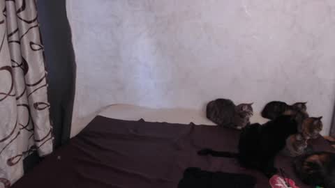 Olivia online show from March 29, 3:08 am