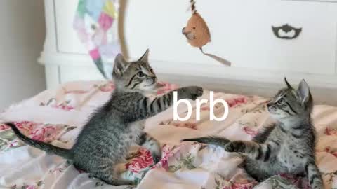 Kitty online show from November 17, 7:05 pm