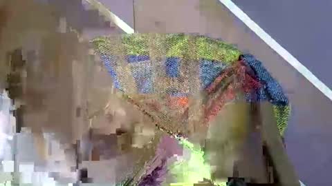 rainbow baby26 online show from November 18, 7:17 pm