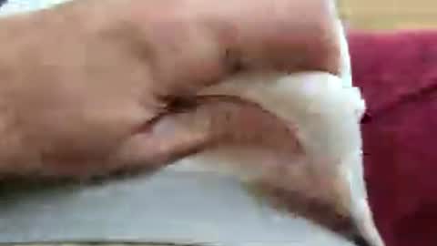 ride_my_dick_bb online show from July 26, 1:30 pm