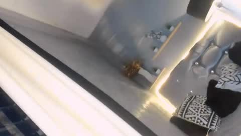 sahayafox online show from April 19, 6:21 pm