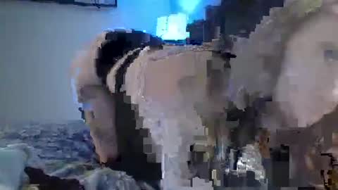 sexxileeah online show from January 25, 4:23 am