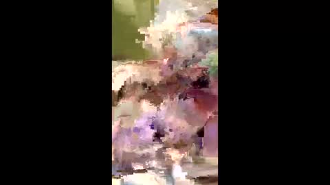 shane518857 online show from May 30, 7:29 am
