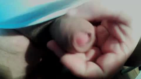 Small Pekka online show from February 11, 3:49 pm