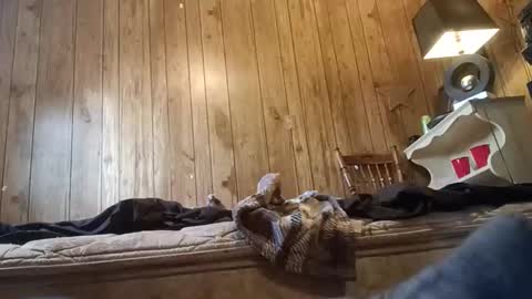 straighttoy online show from November 3, 3:24 pm