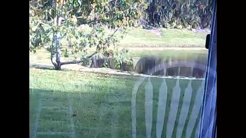 tonymcfly99 online show from February 21, 9:43 pm