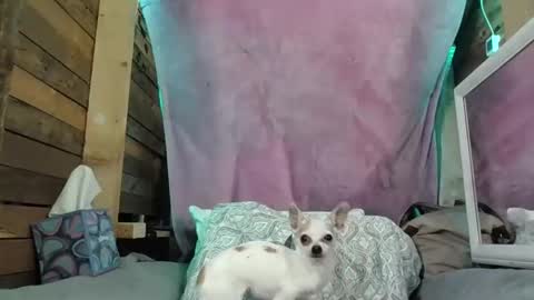 veronica90210 online show from November 4, 4:41 pm