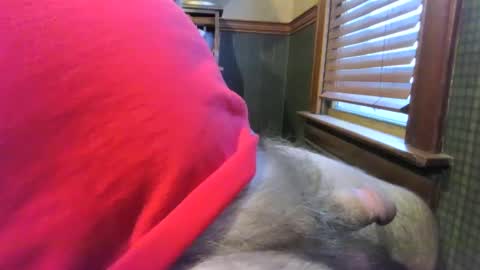 whydog online show from January 4, 10:24 pm