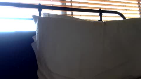 woof_wolf37 online show from October 23, 3:35 pm