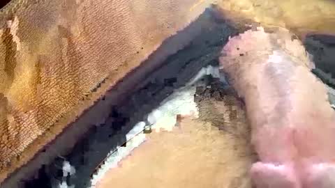 yamines online show from January 29, 12:35 pm